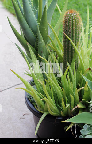 Varietà di cactus e piante grasse crescono in una pentola Foto Stock