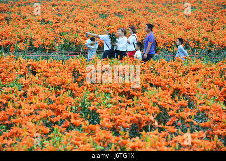 Taijiang, della Cina di Guizhou. 21 Maggio, 2017. I turisti visita e scegliere di acquistare lily fiori in un giardino di gigli a Wanghutun villaggio di Taijiang County, a sud-ovest della Cina di Guizhou, 21 maggio 2017. Credito: Yang Wenbin/Xinhua/Alamy Live News Foto Stock