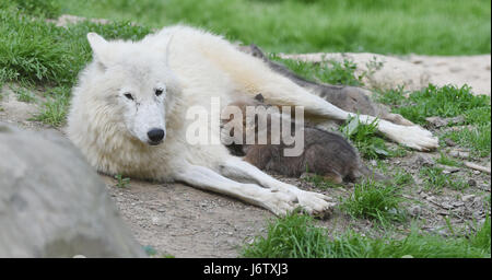 Olomouc, Repubblica Ceca. 22 Maggio, 2017. I cuccioli di Baia di Hudson wolf godere di aria fresca nel loro recinto in zoo Olomouc, Repubblica ceca, 22 maggio 2017. Credito: Ludek Perina/CTK foto/Alamy Live News Foto Stock