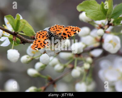 Farfalla su fiori bianchi. Mappa Butterfly (Araschnia levana) Foto Stock