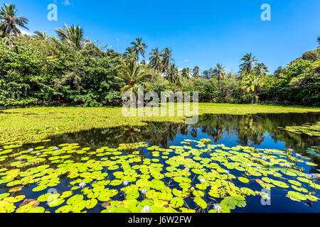 A lato di Punalu'u spiaggia di sabbia nera è un bellissimo stagno ricoperta di verde piante acquatiche e bellissimi fiori viola. Foto Stock