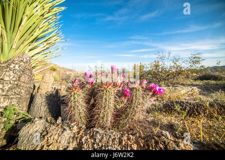 Bellissimi cactus flower patch cresce accanto a un albero di yucca a Joshua Tree Desert dopo settimane di pioggia. Foto Stock