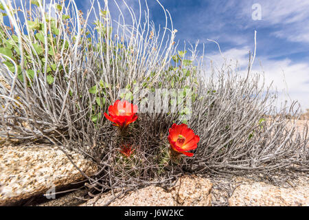 Due cactus fiorisce incorniciato dal cielo blu a Joshua Tree National Park Dopo settimane di pioggia. Foto Stock