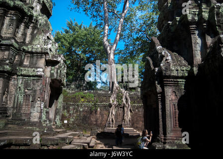 Una seta di cotone-albero che cresce sulla parete di Preah Khan temple a Siem Reap, Cambogia. Foto Stock