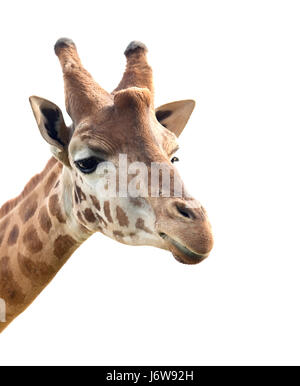 Ritratto di animali giraffe vicino gambe blu andare a piedi andando a piedi bellissima Foto Stock