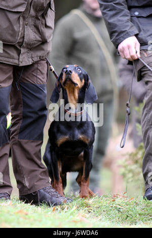 Gli austriaci hound dog educazione pet animale austriaci cane bloodhound hound Foto Stock