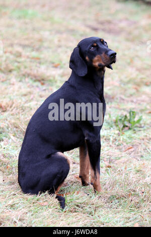 Gli austriaci hound dog educazione pet animale austriaci cane bloodhound hound Foto Stock