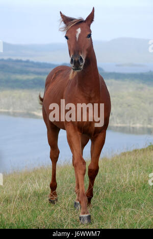 puledro grantig Foto Stock