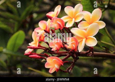 Lei rainbow plumeria fiori, Hawaii Foto Stock