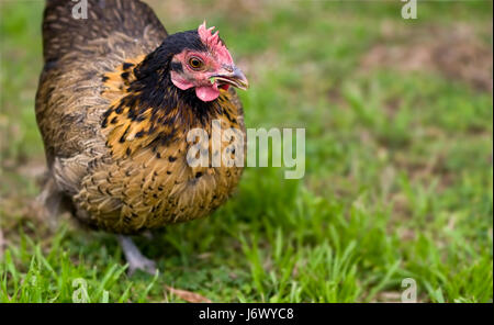 Gallina bantam organico cibo aliment eco closeup green nero swarthy jetblack profonda Foto Stock