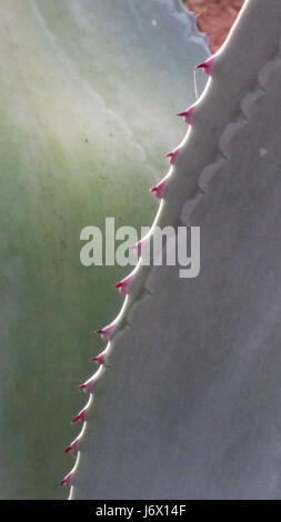 Close up immagine astratta di barbe su un Aloe Vera Cactus (Aloe barbadensis) foglie nel giardino fiorito al RIU Emerald Bay Resort Mazatlan, Sinaloa, Messico. Foto Stock