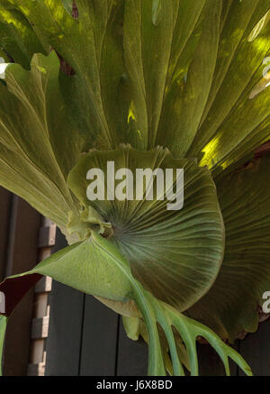 La Staghorn fern chiamato Platycerium superbum cresce alta e verde con foglie di trama Foto Stock