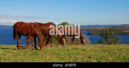 Famiglia di cavalli con vista lago Foto Stock