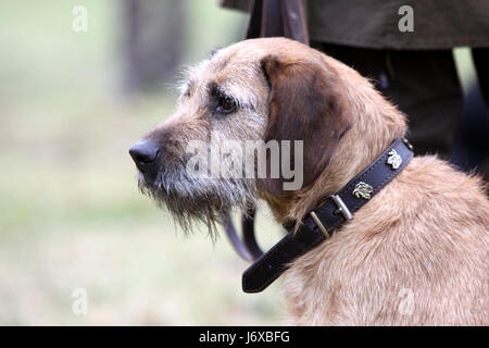 Grossolana della Stiria con capelli hound Foto Stock