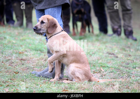 Grossolana della Stiria con capelli hound Foto Stock