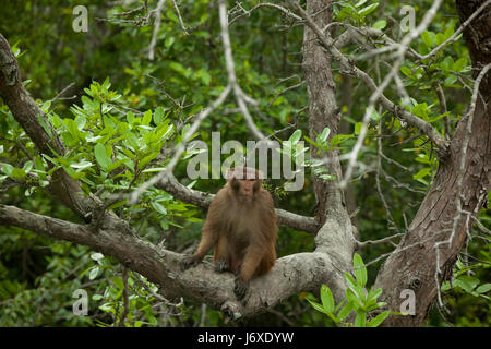 Scimmia Rhesus all'Kolagachia Eco Turismo nel centro del Sundarbans, un sito Patrimonio Mondiale dell'UNESCO e un santuario della fauna selvatica. Satkhira, Bangladesh Foto Stock