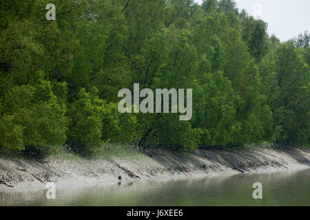 La Sundarbans, un sito Patrimonio Mondiale dell'UNESCO e un santuario della fauna selvatica. Il litorale più grande foresta di mangrovie del mondo. Satkhira, Bangladesh Foto Stock