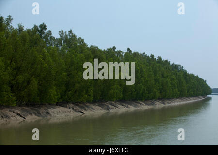 La Sundarbans, un sito Patrimonio Mondiale dell'UNESCO e un santuario della fauna selvatica. Il litorale più grande foresta di mangrovie del mondo. Satkhira, Bangladesh Foto Stock