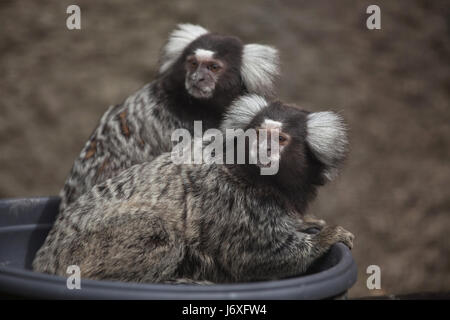 Comune (marmoset Callithrix jacchus). La fauna animale. Foto Stock