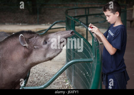 Giovane visitatore prende le foto del sud americani il tapiro (Tapirus terrestris), noto anche come il brasiliano tapiro a La Palmyre Zoo (Zoo de la Palmyre) ho Foto Stock