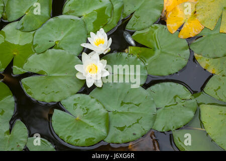 Star lotus (Nymphaea nouchali), noto anche come il bianco giglio d'acqua. Foto Stock