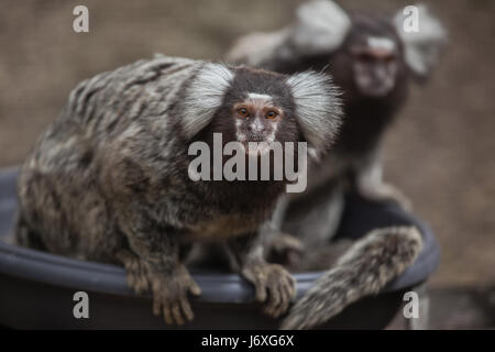 Comune (marmoset Callithrix jacchus). La fauna animale. Foto Stock