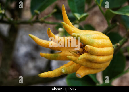 Citrus medica var. sarcodactylis, o le dita citron, è una forma inusuale varietà cedro, il cui frutto è segmentata in finger-sezioni simili, re Foto Stock