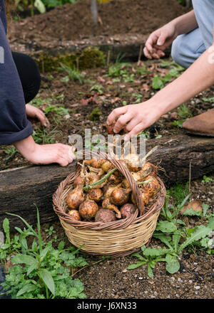 Appena raccolto le cipolle dal riparto Foto Stock