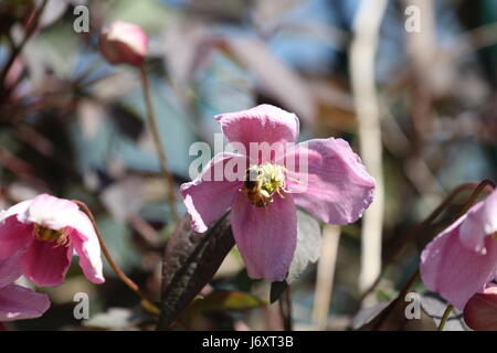 Blume mit Insekt Foto Stock