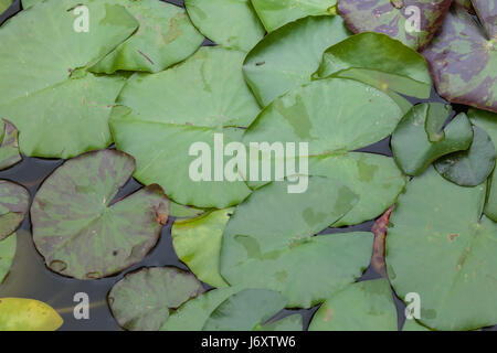 Star lotus (Nymphaea nouchali), noto anche come il bianco giglio d'acqua. Foto Stock