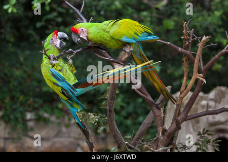 Grande green macaw (Ara ambiguus), noto anche come il grande macaw militare o Buffon's macaw. Foto Stock