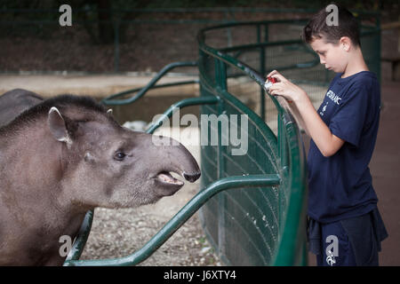 Giovane visitatore prende le foto del sud americani il tapiro (Tapirus terrestris), noto anche come il brasiliano tapiro a La Palmyre Zoo (Zoo de la Palmyre) ho Foto Stock