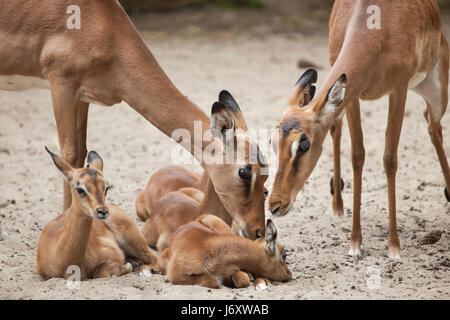 Impala (Aepyceros melampus) a La Palmyre Zoo (Zoo de la Palmyre) in Les Mathes, Charente-Maritime, Francia. Foto Stock