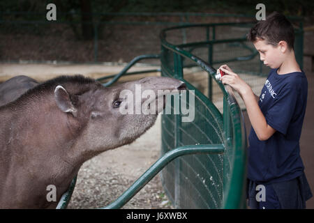 Giovane visitatore prende le foto del sud americani il tapiro (Tapirus terrestris), noto anche come il brasiliano tapiro a La Palmyre Zoo (Zoo de la Palmyre) ho Foto Stock