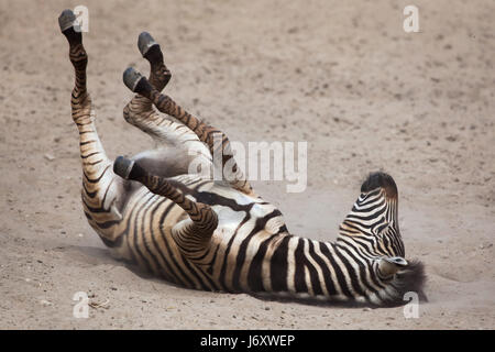 Chapman's zebra (Equus quagga chapmani) laminazione nella polvere. Foto Stock