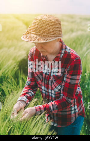 L'agricoltore femmina esaminando spighe di grano in campo, donna che lavorano sul raccolto di cereale plantation Foto Stock