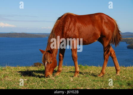 Cavallo australia allevamento di cavalli yearling acqua salata oceano mare blu acqua cavallo Foto Stock