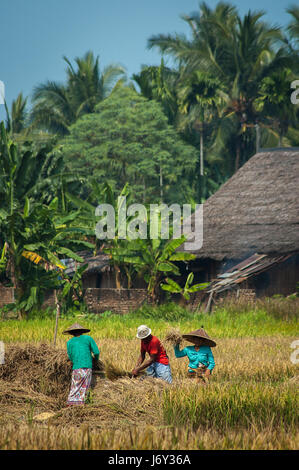 Agricoltori che raccolgono riso su un campo vicino a Carita, Pandeglang, Banten, Indonesia. Foto Stock