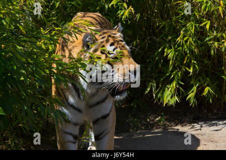 A samur tiger aggirava nelle boccole, mostrando un efficace camouflage Foto Stock