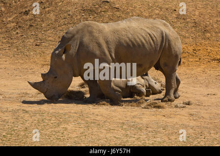 Una donna africana di rinoceronte bianco con un vitello giovane sdraiato mentre ella è di pascolare su erba secca Foto Stock