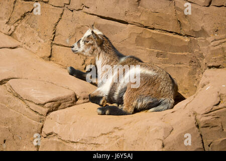 Domestico masai africani seduta di capra su alcune rocce del sole africano Foto Stock