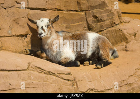 Un africano capra relax al sole su alcune rocce Foto Stock