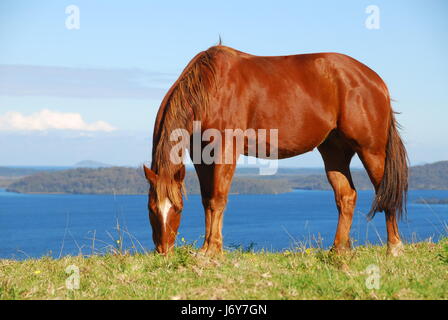 Cavallo stallone australia mare blu scape vacanze vacanze vacanze Foto Stock