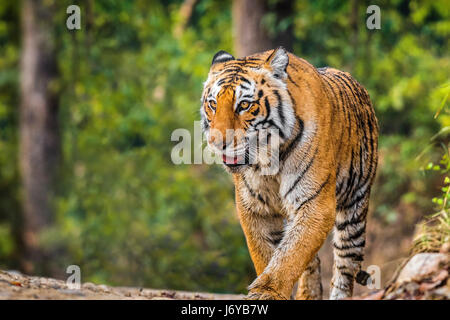 Primi piani della tigre Foto Stock