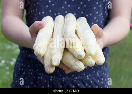 Asparagi bianchi è tenuto in mano Foto Stock