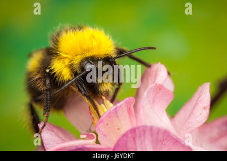 Bumblebee raccogliendo il nettare da un fiore Foto Stock