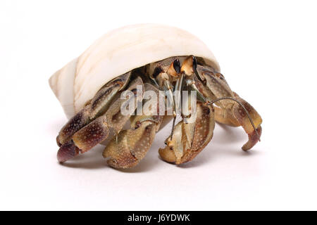 Macro Close-up di ammissione macro vista ravvicinata dell'animale da compagnia di conchiglie di granchio Foto Stock