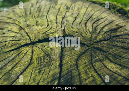 Una sezione trasversale di un vecchio tronco di albero che mostra in legno naturale texture di granella con una molto interessante crepa nel mezzo. Foto Stock