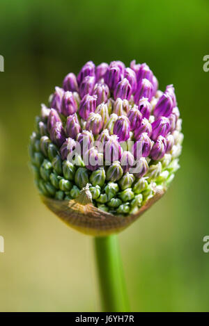 Testa di fioritura di cipolla fiore nel giardino, tempo primaverile. Foto Stock