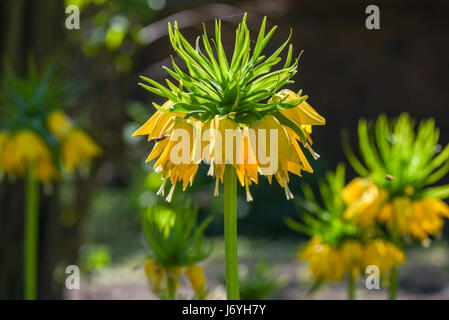 Imperial Crown o fritillaria imperialis in fiore nel giardino, tempo primaverile in Polonia. Foto Stock